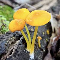 Image of Pluteus chrysophlebius