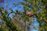 Gymnosporangium juniperi-virginianae image