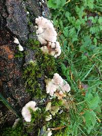 Schizophyllum commune image