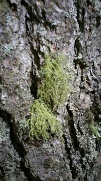 Usnea strigosa image