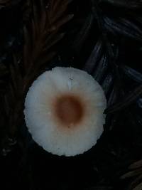 Lepiota rubrotinctoides image