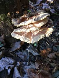 Laetiporus sulphureus image