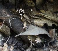 Marasmius quercophilus image