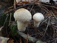 Lycoperdon perlatum image