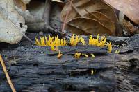 Calocera cornea image