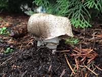 Agaricus moelleri image