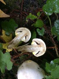 Agaricus xanthodermus image