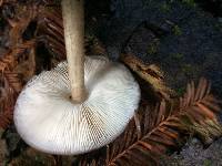 Pluteus cervinus image