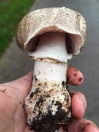 Agaricus moelleri image