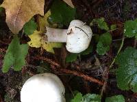 Agaricus xanthodermus image