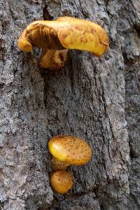 Pholiota aurivella image