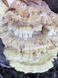 Laetiporus gilbertsonii image