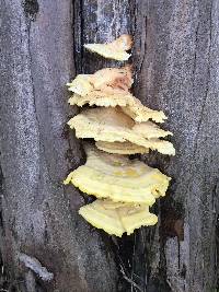 Laetiporus gilbertsonii image