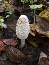 Coprinus comatus image