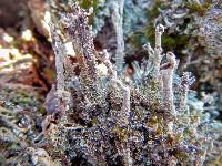 Image of Cladonia cenotea