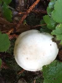 Agaricus xanthodermus image