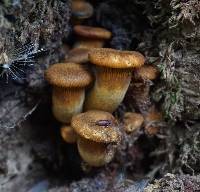 Omphalotus olivascens image