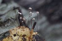 Marasmius quercophilus image