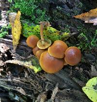 Galerina marginata image