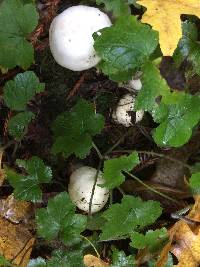 Agaricus xanthodermus image