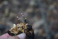 Marasmius quercophilus image