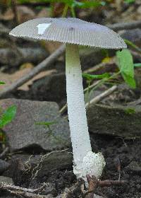 Amanita vaginata image