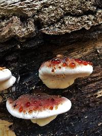 Ischnoderma resinosum image