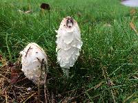 Coprinus comatus image