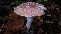 Amanita muscaria image