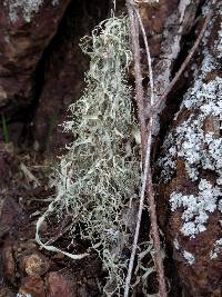 Ramalina menziesii image