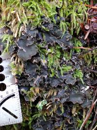 Peltigera collina image