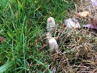 Coprinus comatus image