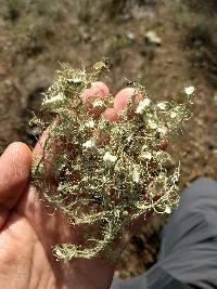 Usnea intermedia image