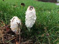 Coprinus comatus image