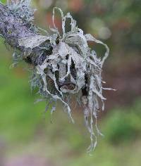 Ramalina leptocarpha image