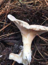 Pleurotus ostreatus image