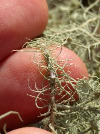 Usnea intermedia image