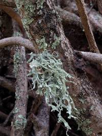 Ramalina leptocarpha image