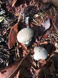 Lycoperdon perlatum image