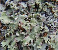 Parmotrema reticulatum image