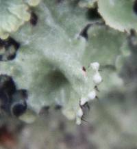 Parmotrema reticulatum image