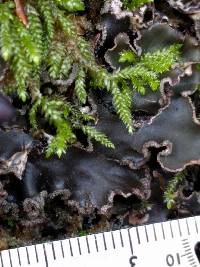 Peltigera collina image