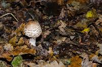 Chlorophyllum olivieri image