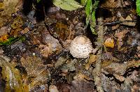 Chlorophyllum olivieri image