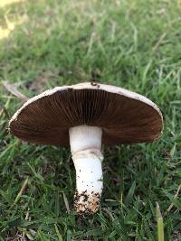 Agaricus californicus image