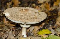 Chlorophyllum olivieri image