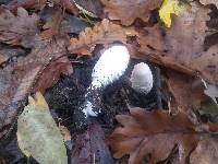 Coprinus comatus image