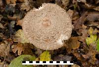 Chlorophyllum olivieri image