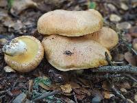 Suillus caerulescens image