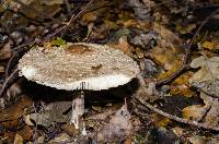 Chlorophyllum olivieri image